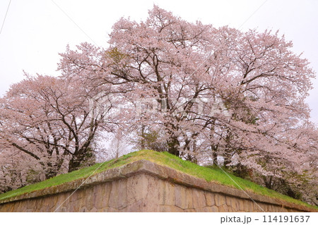 龍岡城の桜が満開です 龍岡城の桜が満開です 114191637