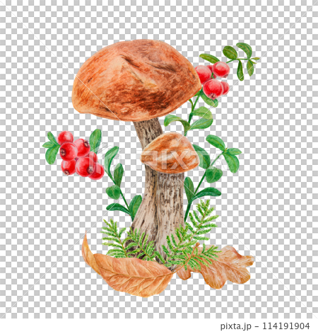 Wild mushroom, dry leaves, red berries, moss watercolor handdrawn botanical realistic illustration. Forest boletus, cranberry branch clip art for printing on fabric, card, invitation, menu, farm print 114191904