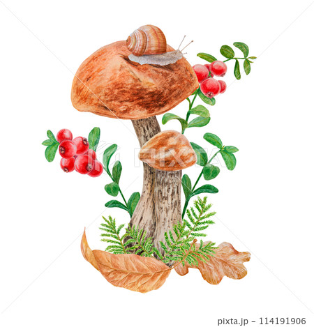 Boletus, dry leaves, red berries, snail. Watercolor hand drawn realistic botanical illustration with wild forest mushroom, cranberry for eco goods, card, poster, natural herbal medicine, book, sticker 114191906
