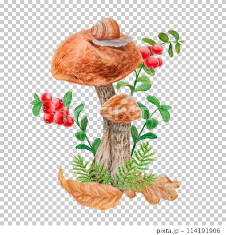 Boletus, dry leaves, red berries, snail. Watercolor hand drawn realistic botanical illustration with wild forest mushroom, cranberry for eco goods, card, poster, natural herbal medicine, book, sticker 114191906