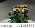 ビオラ 114192293