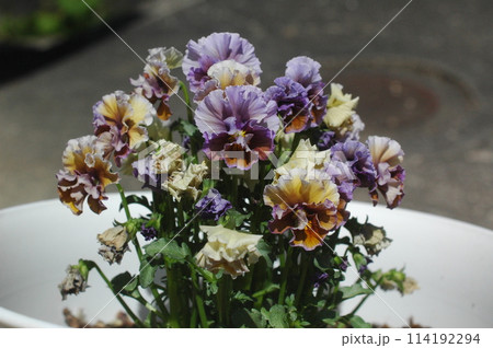 ビオラ 114192294