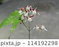 iイカリソウ紅白の祝 114192298