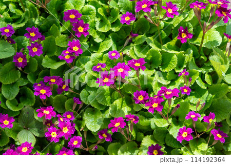 Background or texture of flowering violets with green leaves. 114192364