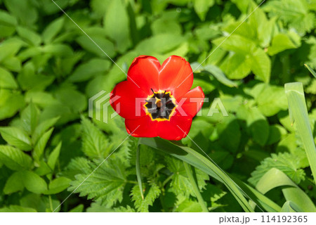 Open red tulip bud in bright sunshine against green grass. 114192365