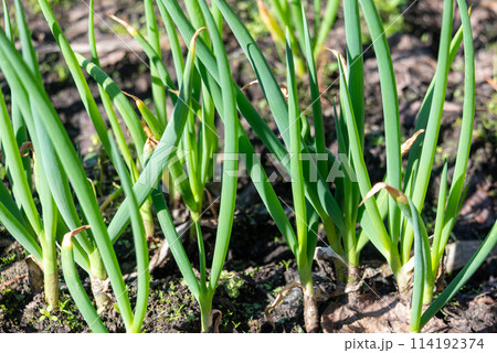 Leaves or sprouts of onions on a bed in the vegetable garden in bright sunshine. 114192374