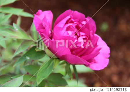 力強く凛として咲く花の如く 力強く凛として咲く花の如く 114192518