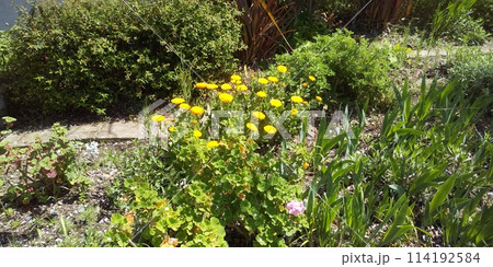 黄色い花は金盞花、剣形葉っぱはジャーマンアイリス 黄色い花は金盞花、剣形葉っぱはジャーマンアイリス 114192584