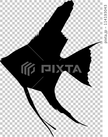 Angelfish  114193043