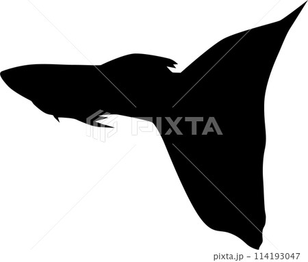 グッピー 114193047