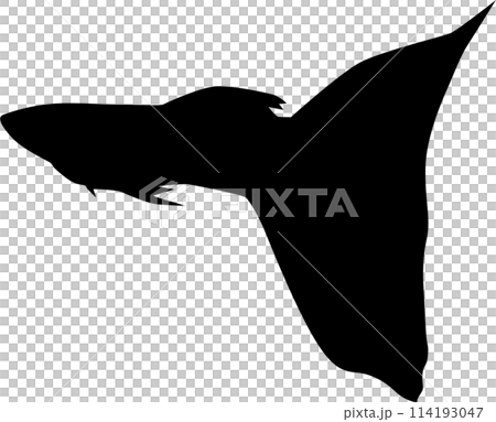 グッピー 114193047