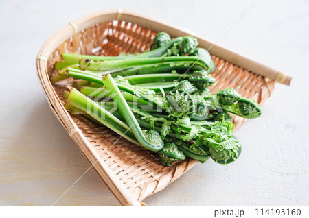 山菜採り こごみ 山菜採り こごみ 114193160