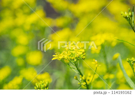水菜の菜の花 114193162