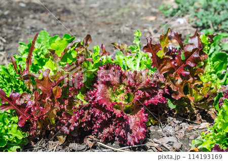 家庭菜園のミックスレタス 114193169