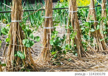 野菜畑のさやえんどう 114193170