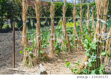 野菜畑のさやえんどう 114193172