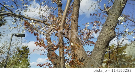 こじま花の会花畑桜並木の満開の桜の花 114193282