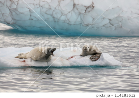 Antarctic fur seals - Antarctica Antarctic fur seals - Antarctica 114193612
