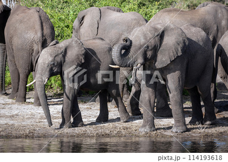 African Elephants drinking - Chobe River - Botswana 114193618