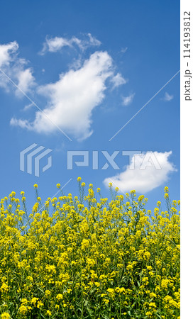 菜の花が咲く土手と青い空 菜の花が咲く土手と青い空 114193812