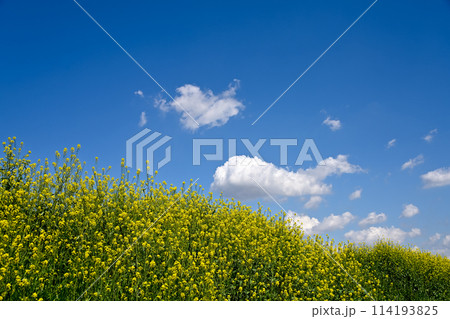 菜の花が咲く土手と青い空 菜の花が咲く土手と青い空 114193825