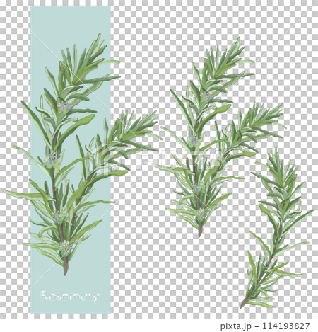 Rosemary, essential oils, aroma Rosemary, essential oils, aroma 114193827