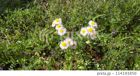 ハルジオンの白い花 ハルジオンの白い花 114193850