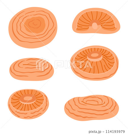 Saffron milk cap. Edible forest mushroom delicious milk cap 114193979