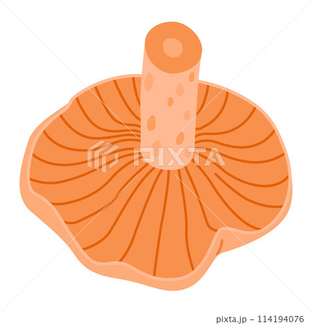 Saffron milk cap. Edible forest mushroom delicious milk cap 114194076