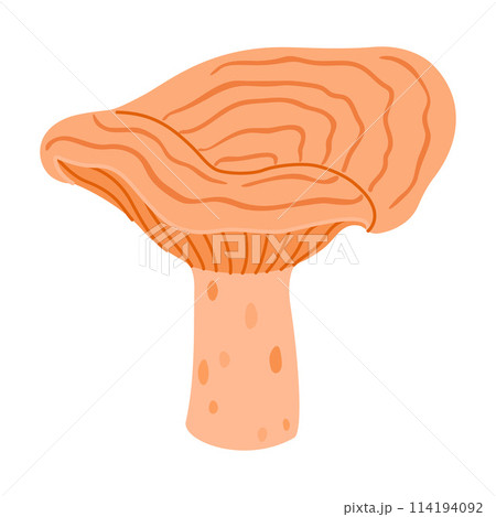 Saffron milk cap. Edible forest mushroom delicious milk cap Saffron milk cap. Edible forest mushroom delicious milk cap 114194092