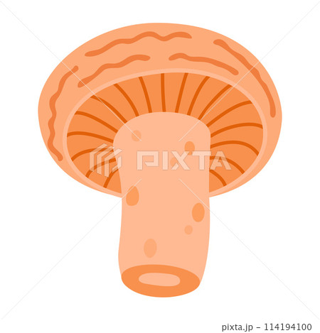 Saffron milk cap. Edible forest mushroom delicious milk cap 114194100