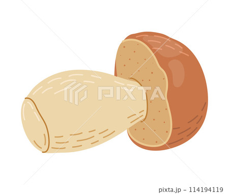 Boletus edulis forest mushroom. Hand drawn Porcini. Boletus edulis forest mushroom. Hand drawn Porcini. 114194119