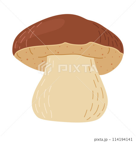 Boletus edulis forest mushroom. Hand drawn Porcini.  114194141