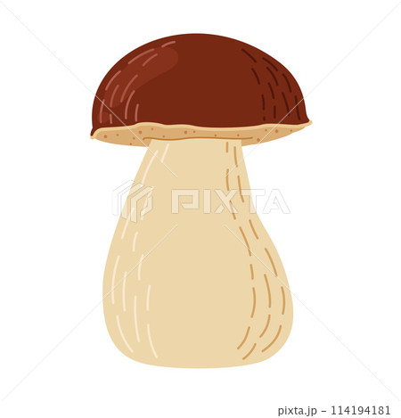 Boletus edulis forest mushroom. Hand drawn Porcini.  114194181