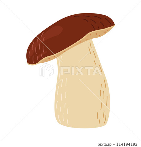 Boletus edulis forest mushroom. Hand drawn Porcini.  114194192