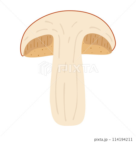 Orange birch bolete. halved mushroom Leccinum fungi 114194211