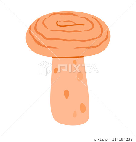 Saffron milk cap. Edible forest mushroom delicious milk cap Saffron milk cap. Edible forest mushroom delicious milk cap 114194238