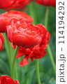 赤い八重の花びらのチューリップ 114194292