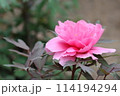美しいピンクの牡丹 114194294