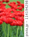 群生した赤い八重の花びらのチューリップ 114194298