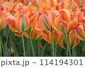 オレンジの花びらのチューリップの群生 114194301