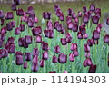 暗い紫色のチューリップの花畑 114194303