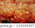 オレンジの八重のチューリップの接写 114194307