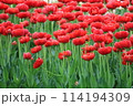 赤いチューリップ畑 114194309
