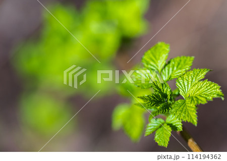 Young green leaves on a raspberry bush branch 114194362