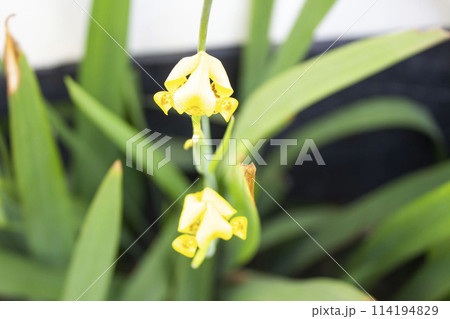 Closeup of Trimezia steyermarkii flower 114194829