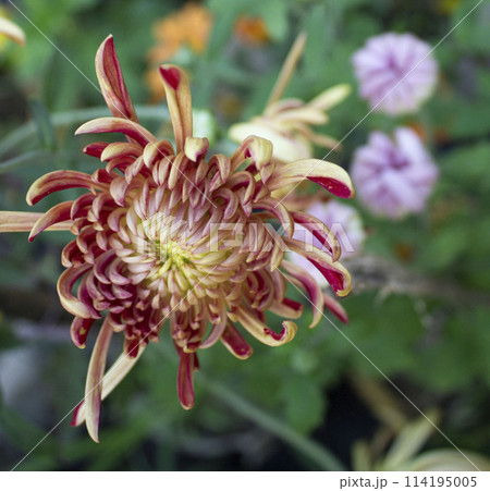Dendranthema grandiflorum flowers Dendranthema grandiflorum flowers 114195005