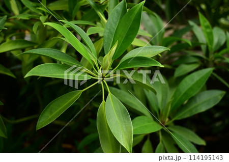 オヒルギ（ヒルギ科・オヒルギ属）マングローブの葉 114195143