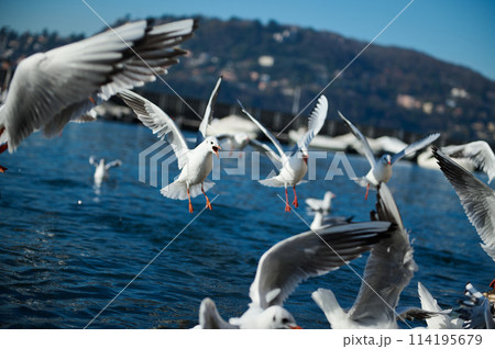 Birds swimming and flying above the lake of Como. Alpine mountains on the background. Lombardy. Italy. Animals theme. Animals and nature. Animals in wildlife. Birds swimming and flying above the lake of Como. Alpine mountains on the background. Lombardy. Italy. Animals theme. Animals and nature. Animals in wildlife. 114195679