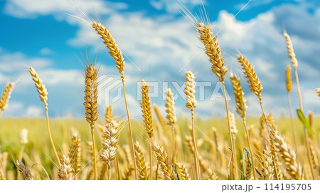 Khorasan wheat field under a sunny sky with fluffy clouds 114195705
